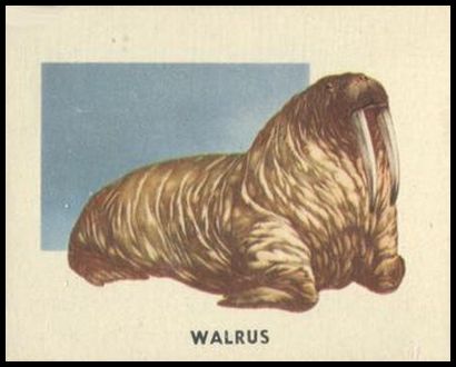 189 Walrus